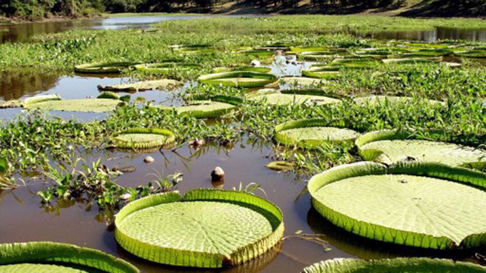 Formosa: Agua y fauna silvestre