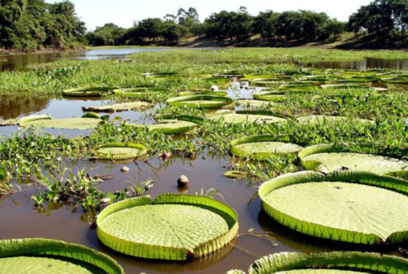 Formosa: Agua y fauna silvestre